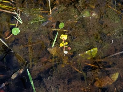 Utricularia foliosa, photographed by Tom Field