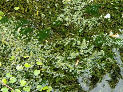 Hydrilla verticillata, photographed by Tom Field