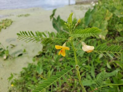 Sesbania herbacea, photographed by Tom Field