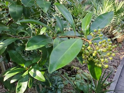Ardisia escallonioides, photographed by Tom Field