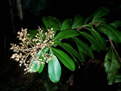 Ardisia escallonioides, photographed by Tom Field