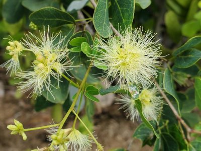Pithecellobium unguis-cati, photographed by Tom Field