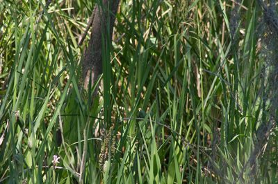 Iris giganticaerulea, photographed by Irvin Louque