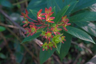 Clerodendrum indicum, photographed by Anthony Batista
