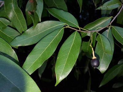 Damburneya coriacea, photographed by Tom Field