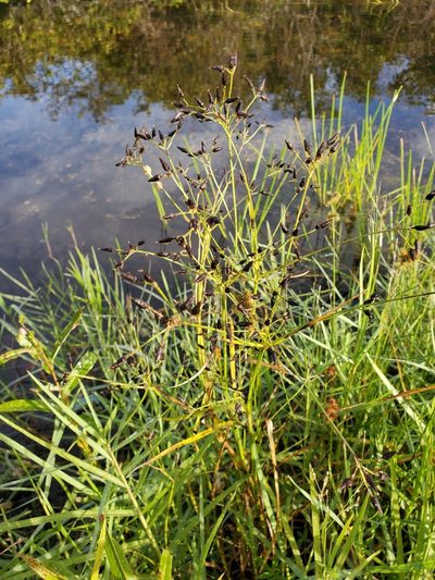 Rhynchospora nitens, photographed by Tom Field