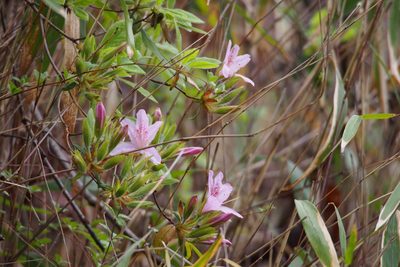 Rhododendron stenopetalum, photographed by harum.koh