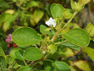 Lantana involucrata, photographed by Tom Field