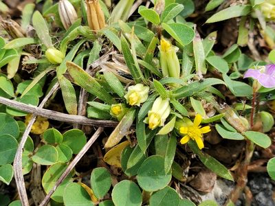 Pectis prostrata, photographed by Tom Field
