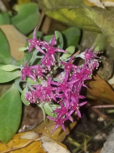 Hylotelephium spectabile, photographed by Kaden Slone