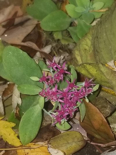 Hylotelephium spectabile, photographed by Kaden Slone