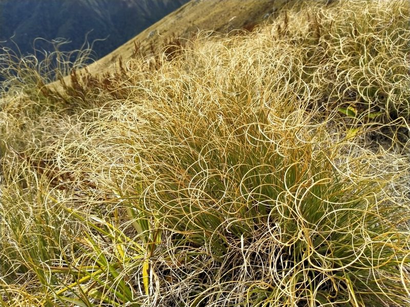 Chionochloa crassiuscula, photographed by John Barkla