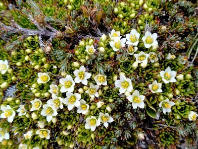 Hectorella caespitosa, photographed by John Barkla