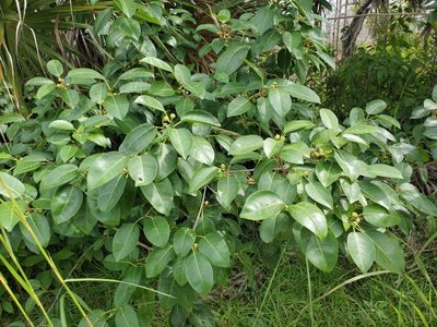 Ficus citrifolia, photographed by Tom Field