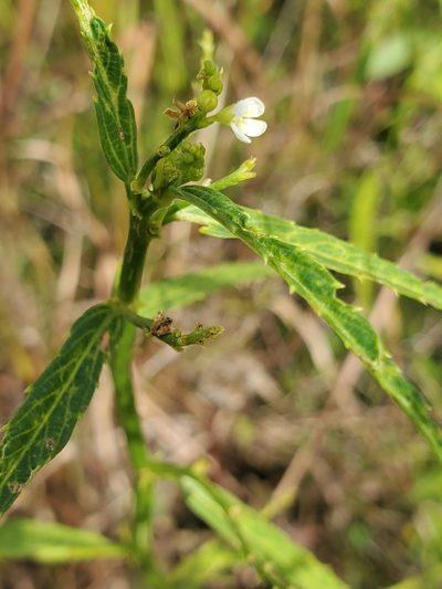 Caperonia castaneifolia, photographed by Tom Field
