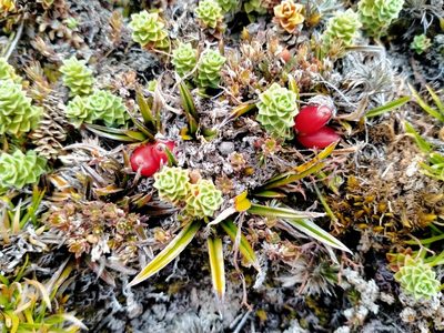 Astelia linearis, photographed by John Barkla