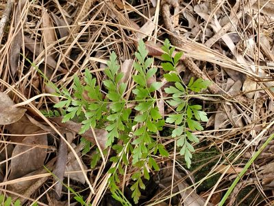 Anemia adiantifolia, photographed by Tom Field