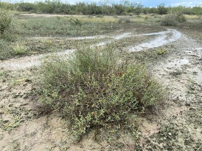 Frankenia johnstonii, photographed by Reid Hardin