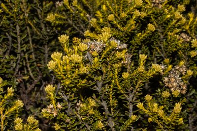 Cassinia vauvilliersii, photographed by Carey_Knox_Southern_Scales
