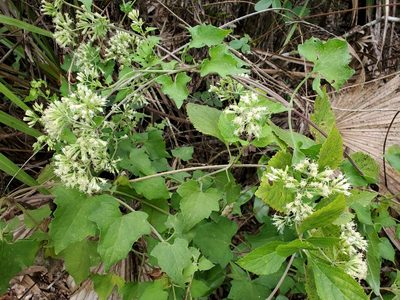 Mikania cordifolia, photographed by Tom Field