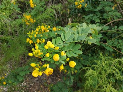 Senna pendula, photographed by Tom Field