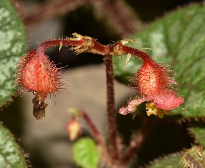 Begonia tripurensis, photographed by Rejoice Gassah