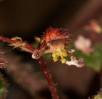 Begonia tripurensis, photographed by Rejoice Gassah