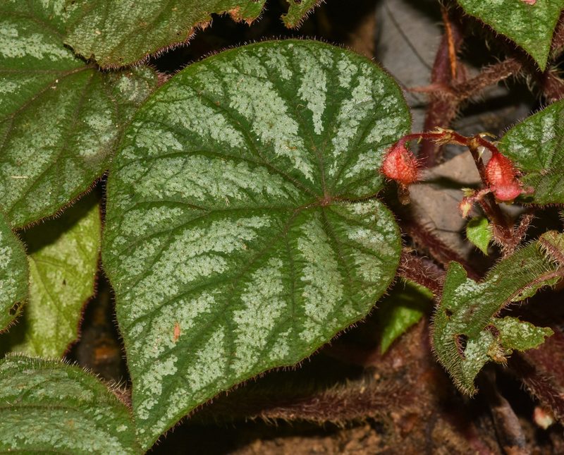Begonia tripurensis, photographed by Rejoice Gassah
