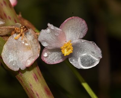 Begonia tripurensis, photographed by Rejoice Gassah