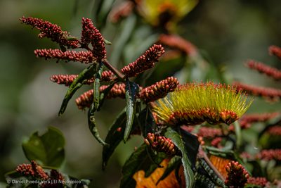 Combretum farinosum, photographed by Daniel Pineda Vera