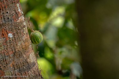 Polyclathra cucumerina, photographed by Daniel Pineda Vera