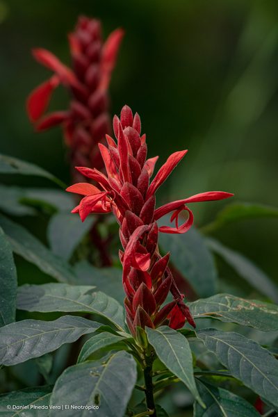 Aphelandra aurantiaca, photographed by Daniel Pineda Vera
