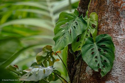 Monstera siltepecana, photographed by Daniel Pineda Vera