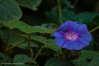 Ipomoea villifera, photographed by Daniel Pineda Vera
