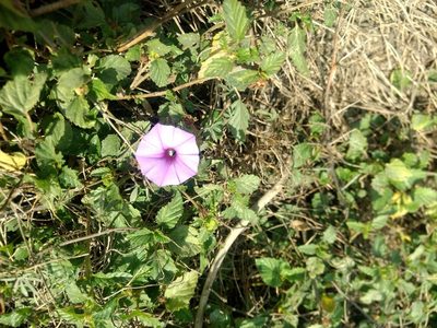 Ipomoea ternifolia, photographed by Rafael Cano