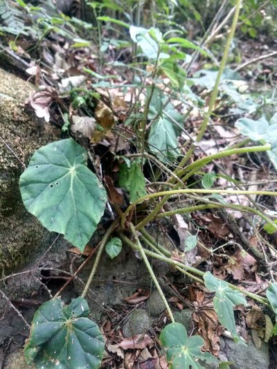 Begonia plebeja, photographed by Rafael Cano