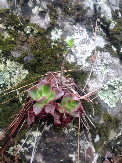 Echeveria fulgens, photographed by Rafael Cano