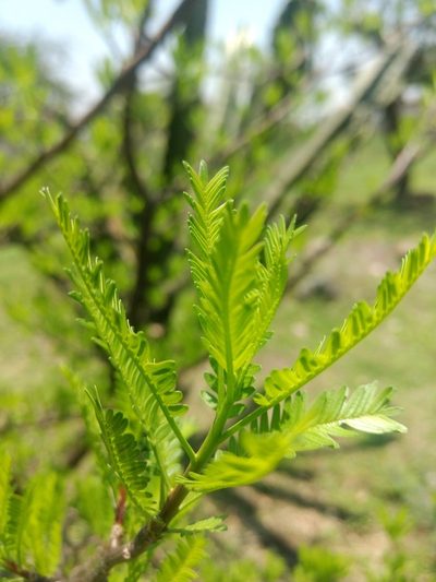 Bursera morelensis, photographed by Rafael Cano
