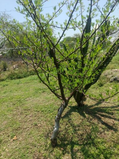 Bursera morelensis, photographed by Rafael Cano