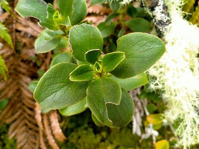 Coprosma serrulata, photographed by John Barkla