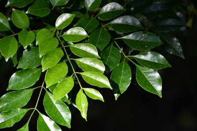 Fraxinus griffithii, photographed by Thomas Mesaglio