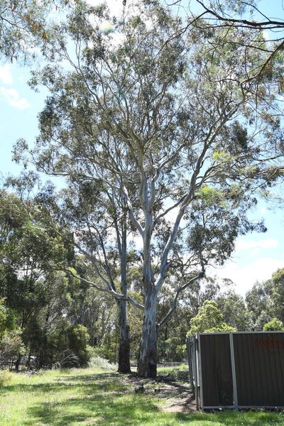 Eucalyptus amplifolia, photographed by Thomas Mesaglio