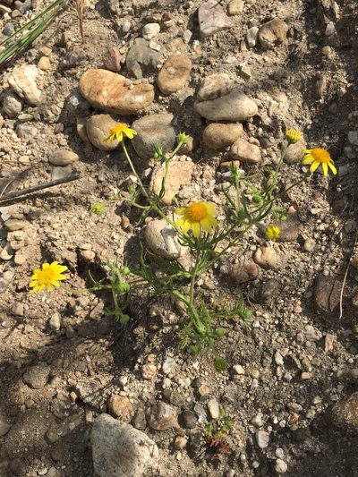 Lasthenia coronaria, photographed by Adam J. Searcy