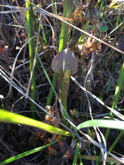 Sarracenia jonesii, photographed by Jessica