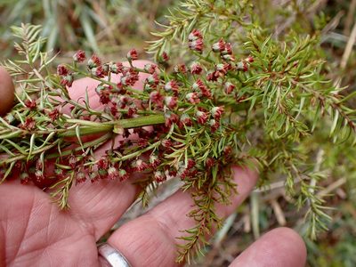 Coriaria angustissima, photographed by Mike Bowie