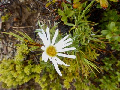 Celmisia angustifolia, photographed by Mike Bowie