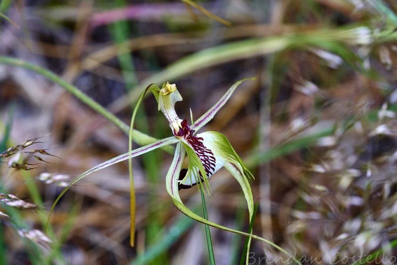 Caladenia tentaculata, photographed by Brendan Costello