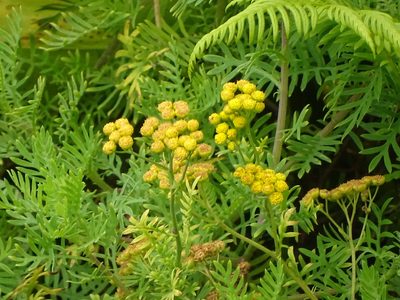 Hippia frutescens, photographed by Shaun Swanepoel