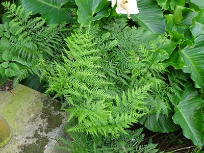 Pteris buchananii, photographed by Shaun Swanepoel