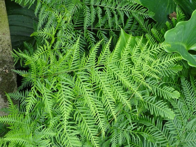 Pteris buchananii, photographed by Shaun Swanepoel